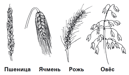 Как нарисовать пшеницу карандашом поэтапно ✏